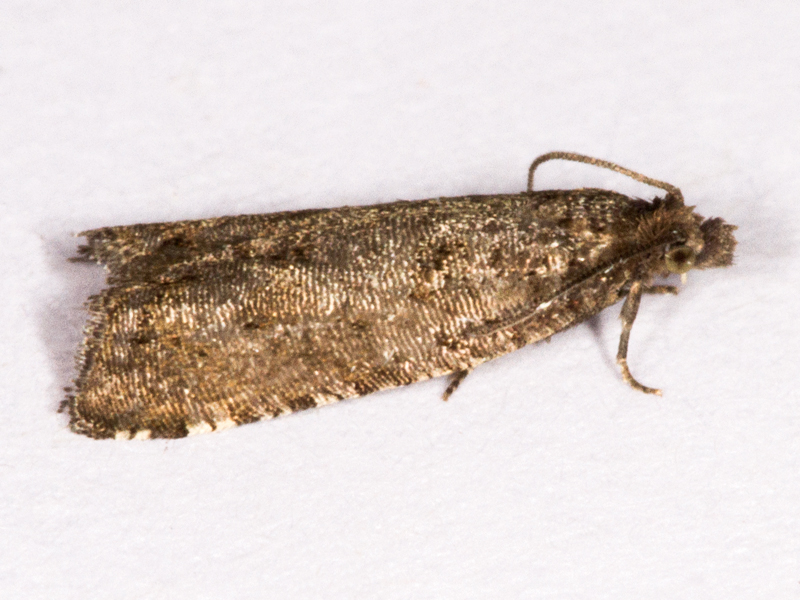Rhopobota stagnana